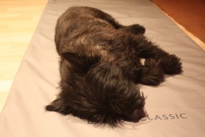 Pepsi bemerhoidossa 2