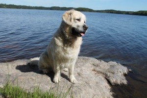 Reipas ja ystävällinen Pate viettää onnellista elämää nivelrikoistaan huolimatta. Laserhoito helpottaa tulehduksia ja kipuja.