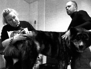 Hoku laserhoidossa 2